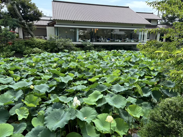 鎌倉　鶴岡八幡宮　ハス