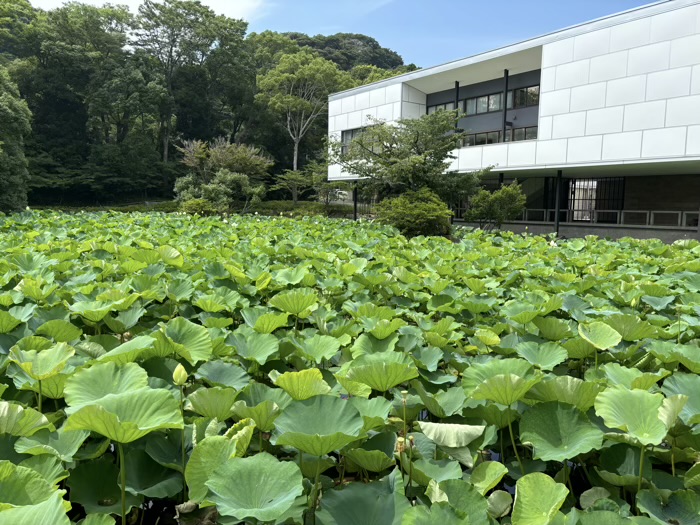 鎌倉　鶴岡八幡宮　ハス