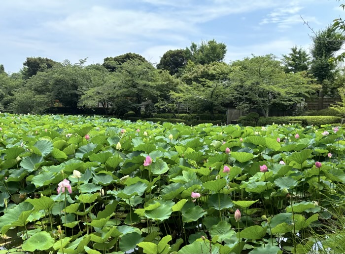 鎌倉　鶴岡八幡宮　ハス