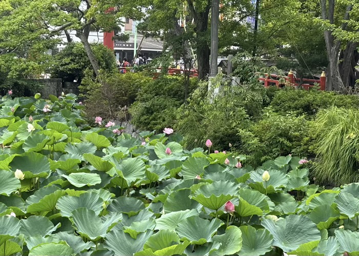 鎌倉　鶴岡八幡宮　ハス