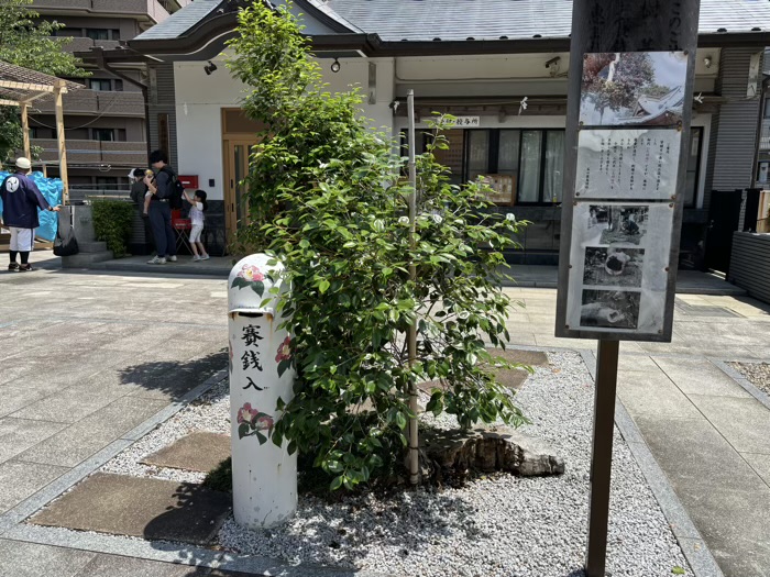 谷口鹿島神社　二代目夫婦椿