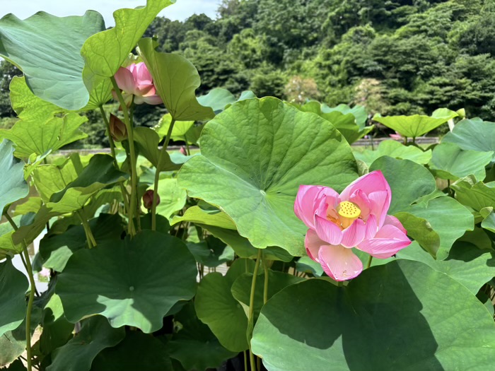 史跡・永福寺跡