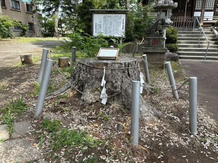 長津田　大石神社　ご神木