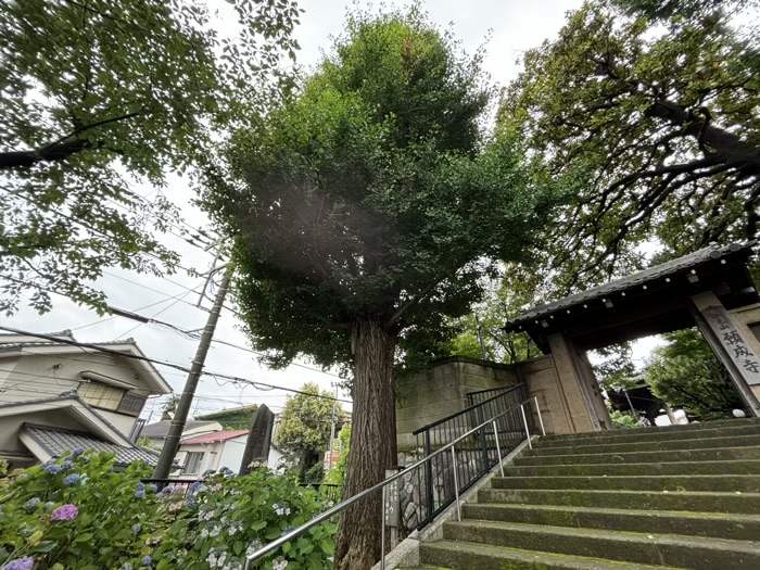 法亀山地福院願成寺　名木古木指定樹木のイチョウ