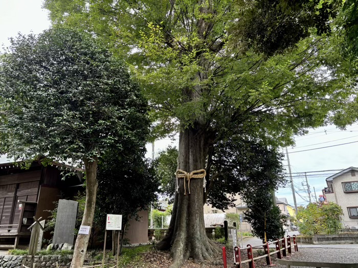 秦野　出雲大社相模分祠　八坂神社　やぶつばきの古木