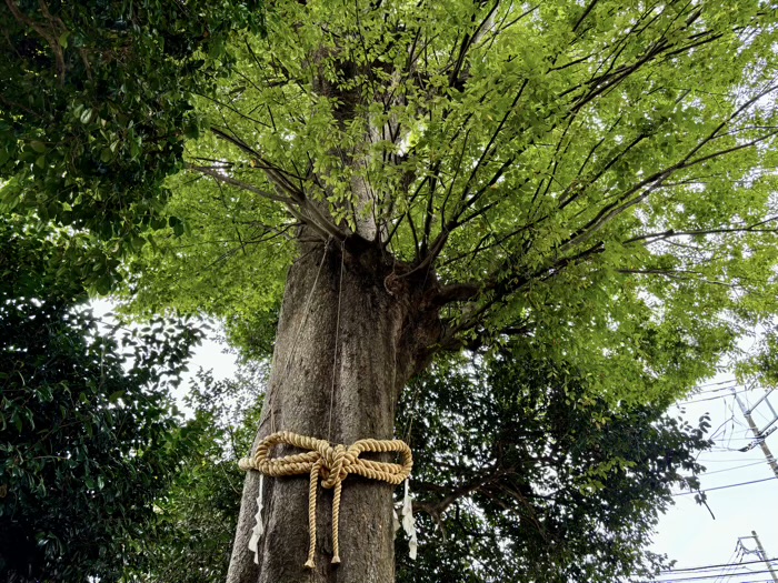 秦野　出雲大社相模分祠　八坂神社　やぶつばきの古木