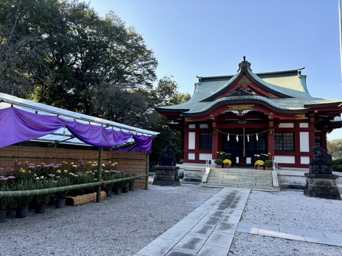 横浜　綱島諏訪神社　七五三＆菊花展