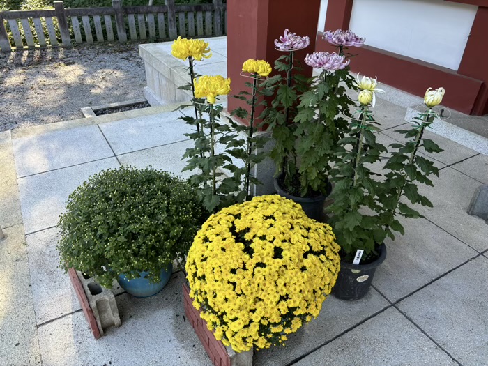 横浜　綱島諏訪神社　菊花展