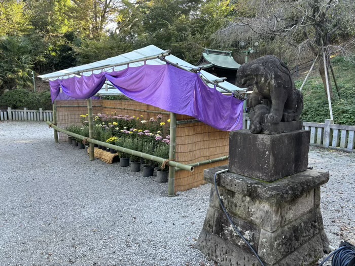 横浜　綱島諏訪神社　菊花展