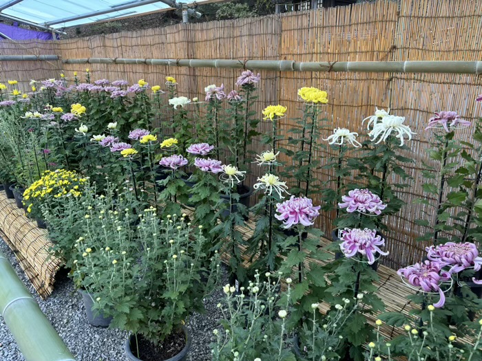 横浜　綱島諏訪神社　菊花展