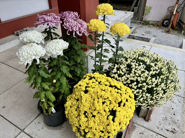 横浜　綱島諏訪神社　菊花展