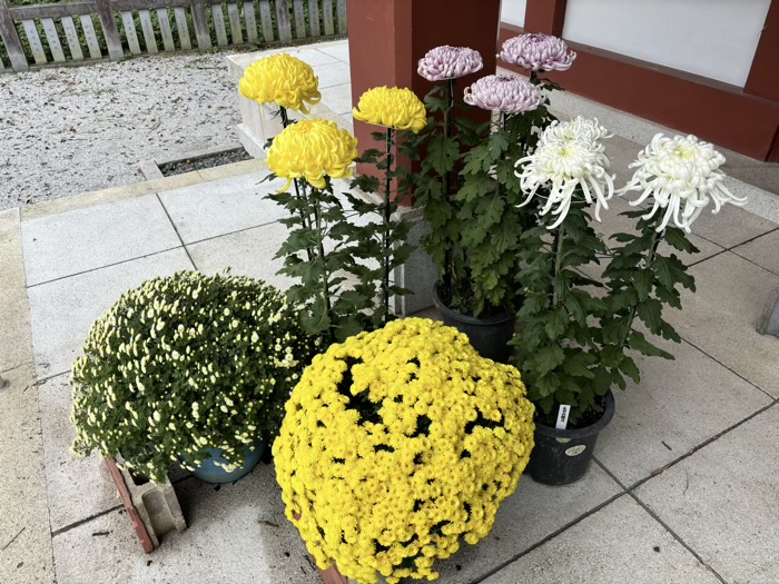 横浜　綱島諏訪神社　菊花展