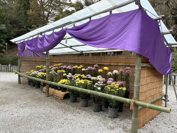 横浜　綱島諏訪神社　菊花展