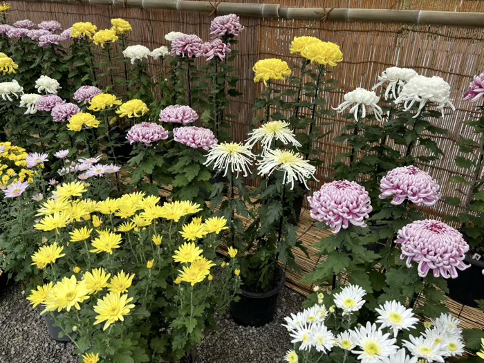 横浜　綱島諏訪神社　菊花展