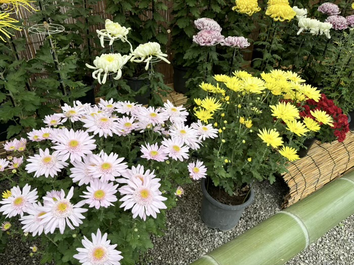 横浜　綱島諏訪神社　菊花展