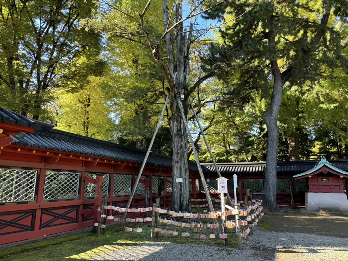 文京区　東京十社　根津神社　願掛け榧（カヤ）の木