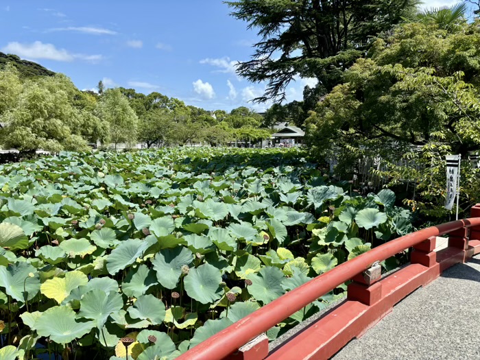 鎌倉　鶴岡八幡宮　旗上弁財天社　源氏池