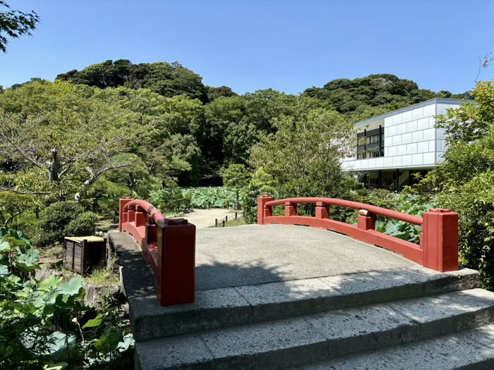 鎌倉　鶴岡八幡宮　平氏池