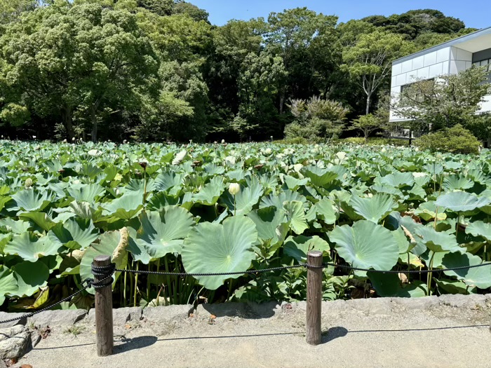 鎌倉　鶴岡八幡宮　平氏池