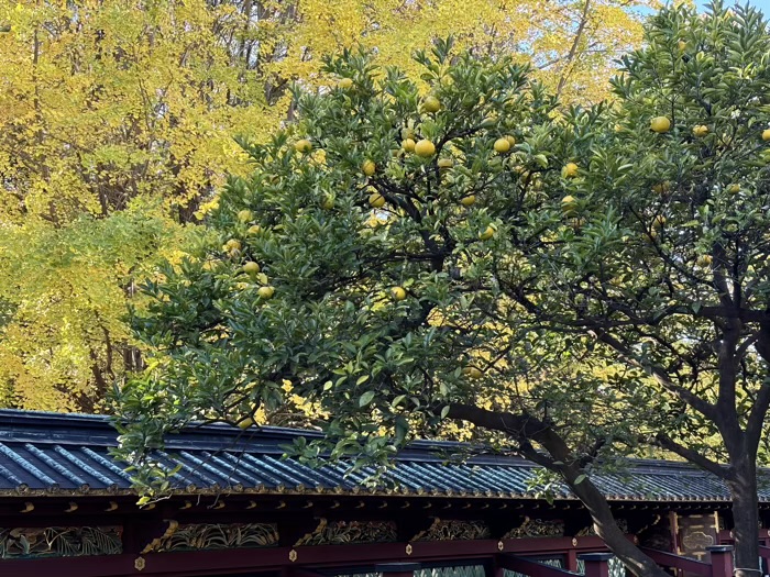 東京　上野東照宮　透塀