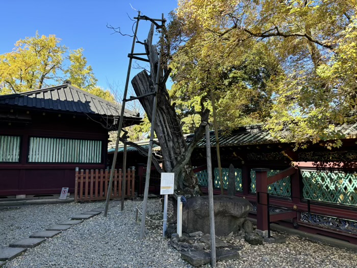 東京　上野東照宮　きささげの木