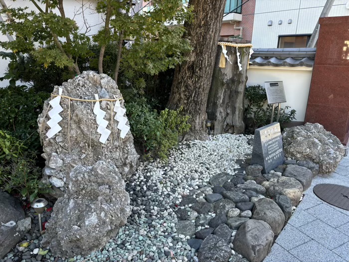 東京　千代田区　神田明神（神田神社）　大公孫樹