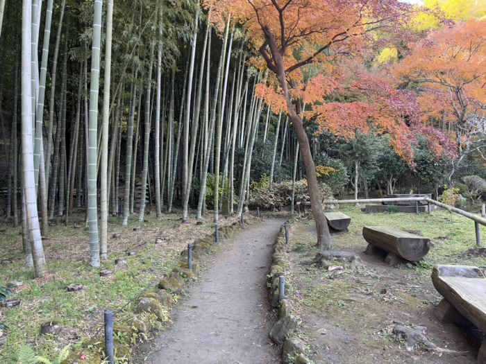 鎌倉　英勝寺　竹林