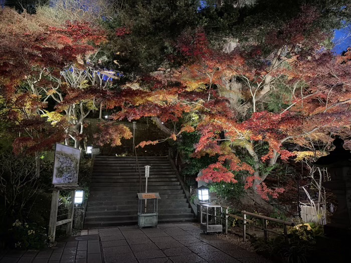 鎌倉　長谷寺　ライトアップ