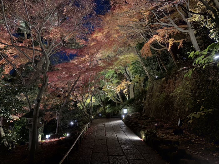 鎌倉　長谷寺　ライトアップ