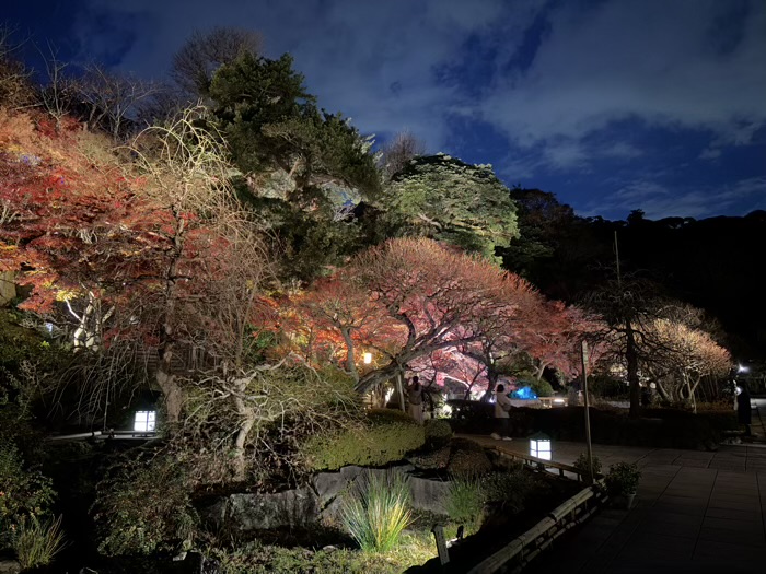 鎌倉　長谷寺　ライトアップ