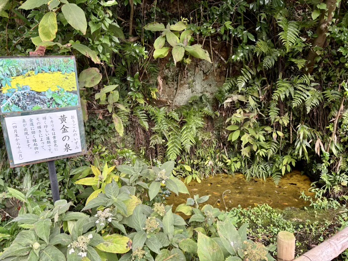 秦野　白笹稲荷神社　黄金の泉（ヒカリモ）