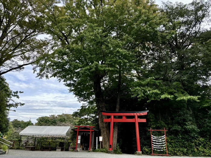 秦野　白笹稲荷神社　弥栄銀杏