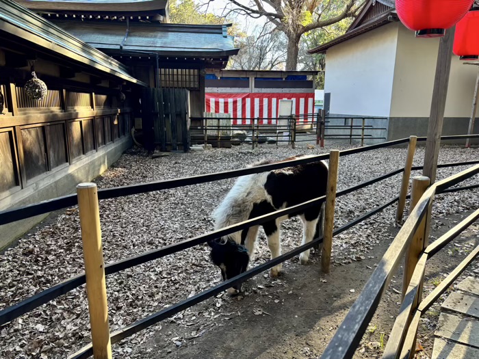 湘南　平塚八幡宮　神馬の皐月・東風の神厩