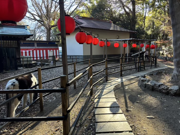 湘南　平塚八幡宮　神馬の皐月・東風の神厩