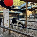 湘南　平塚八幡宮