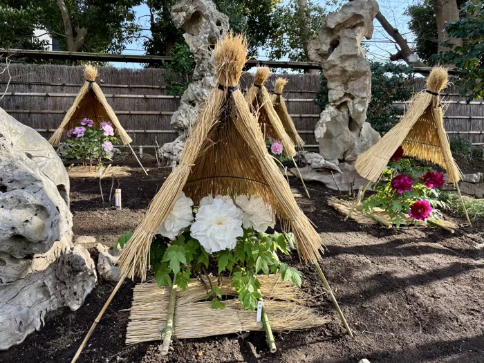 鎌倉　鶴岡八幡宮　神苑ぼたん庭園　湖石の庭