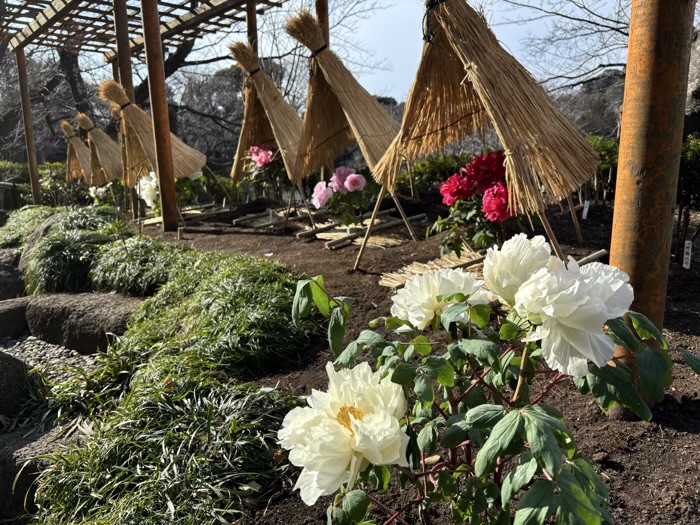 鎌倉　鶴岡八幡宮　神苑ぼたん庭園