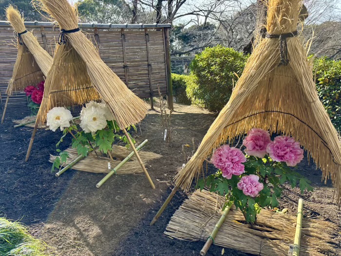 鎌倉　鶴岡八幡宮　神苑ぼたん庭園