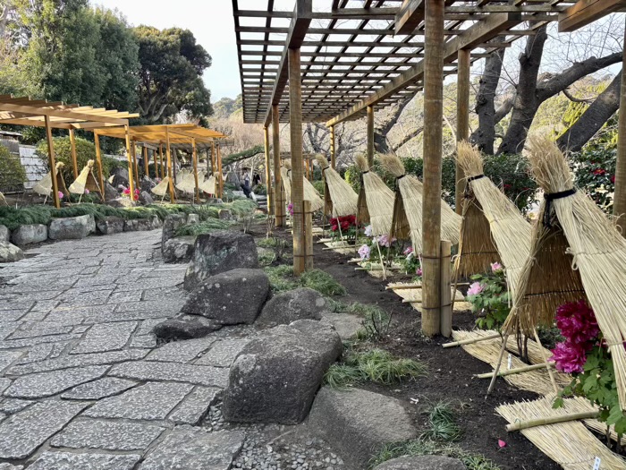 鎌倉　鶴岡八幡宮　神苑ぼたん庭園