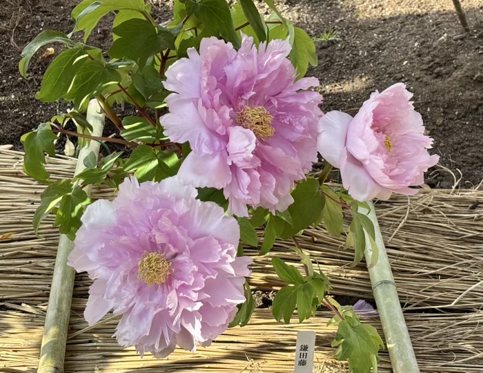 鎌倉　鶴岡八幡宮　神苑ぼたん庭園　ぼたんの花