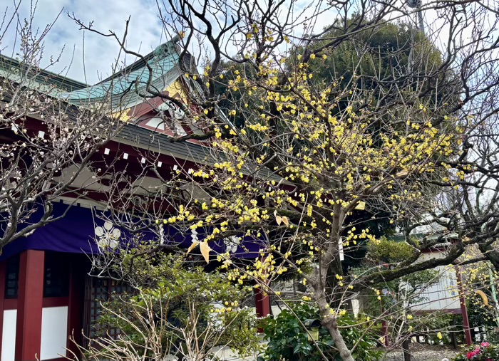 江東区　亀戸天神社　鷽替え神事　梅の開花状況