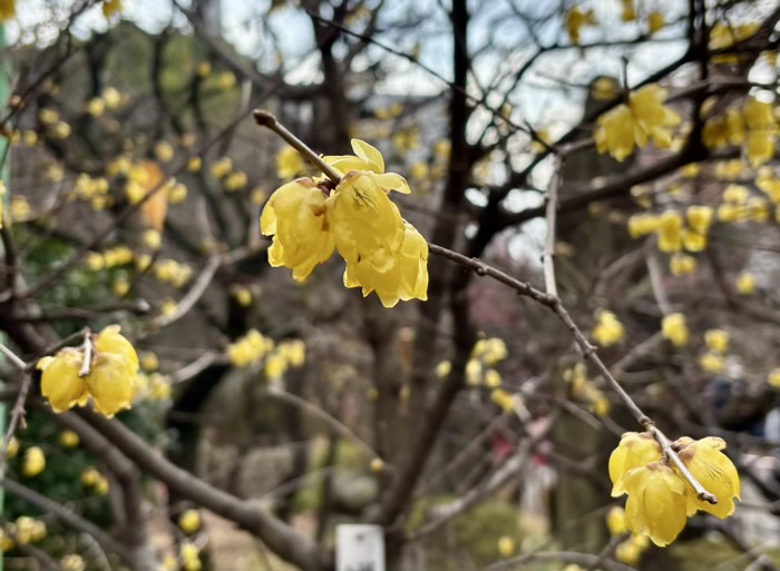 江東区　亀戸天神社　鷽替え神事　梅の開花状況