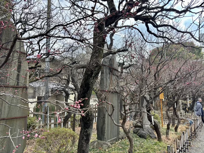 江東区　亀戸天神社　鷽替え神事　梅の開花状況