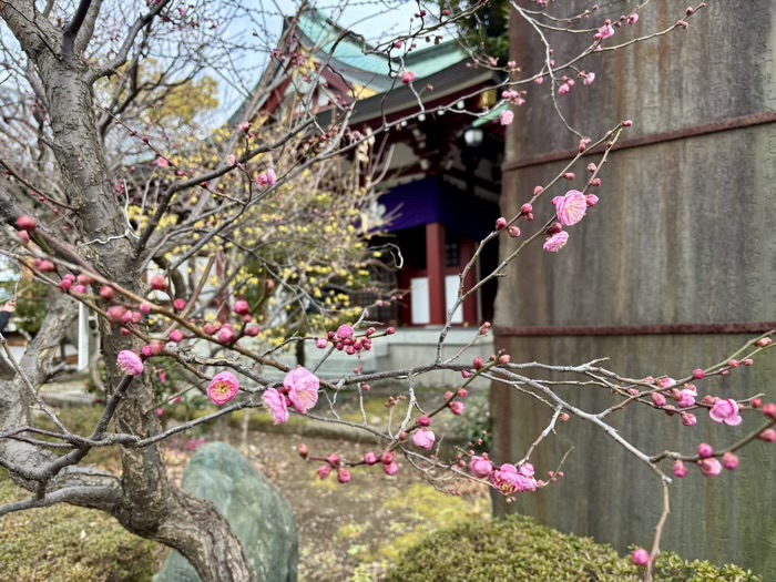 江東区　亀戸天神社　鷽替え神事　梅の開花状況