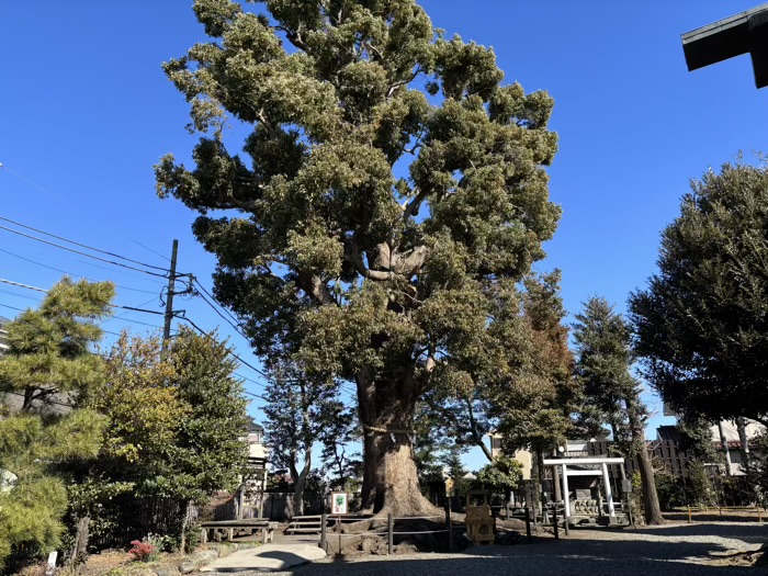 相模原　日々神社　ご神木・楠木