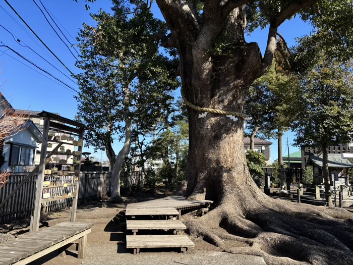 相模原　日々神社　ご神木・楠木