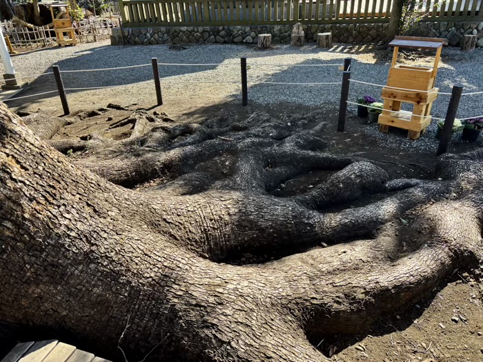 相模原　日々神社　ご神木・楠木