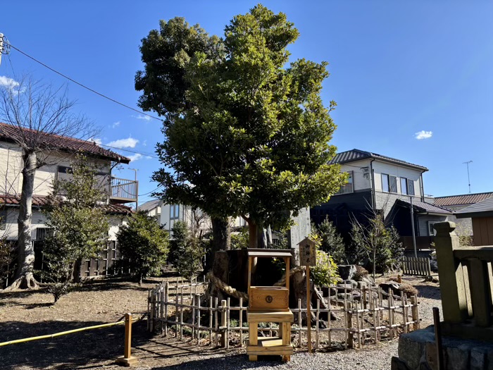 相模原　日々神社　再生の木・椨の木