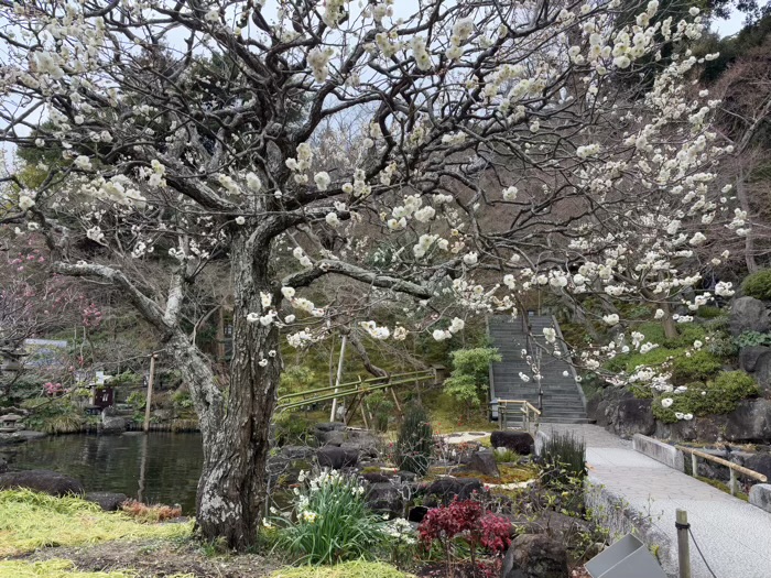 鎌倉　長谷寺　節分祭　梅