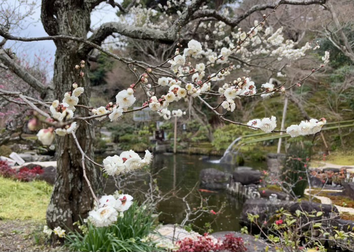 鎌倉　長谷寺　節分祭　梅